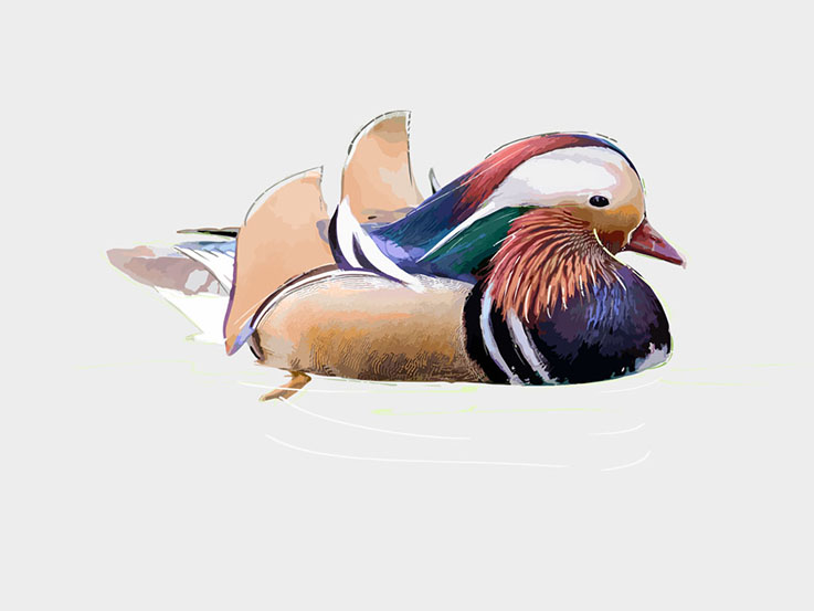 Mandarin ducks digital illustrations