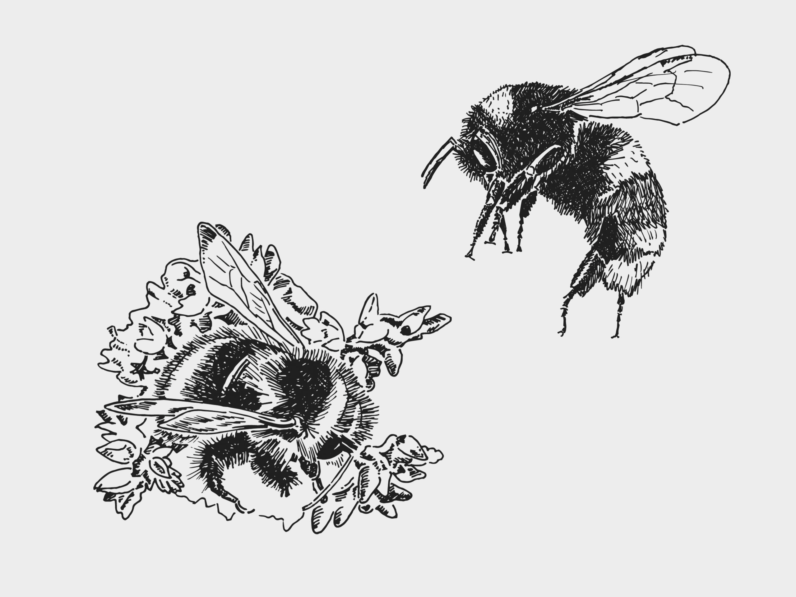 Bumblebee illustrations for pollinating the peak