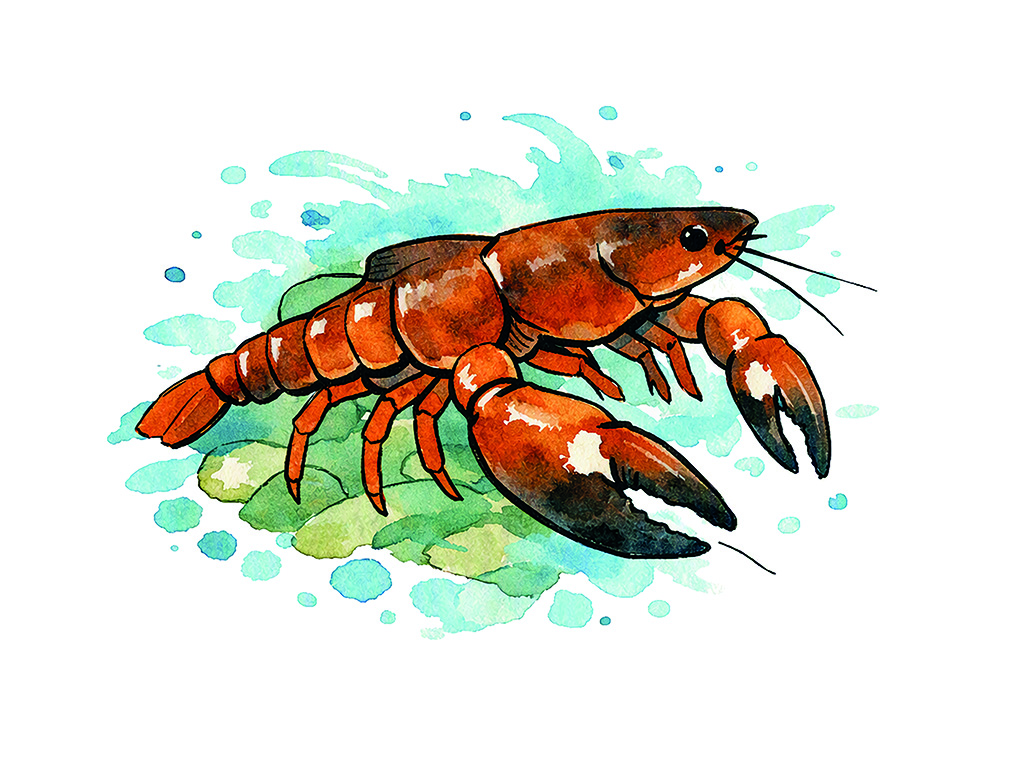 Signal Crayfish illustration_Sheffield
